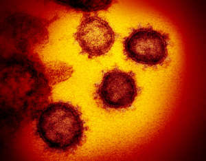 Read more about the article Coronavirus